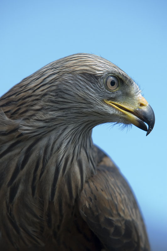 Nibbio bruno - Milvus migrans